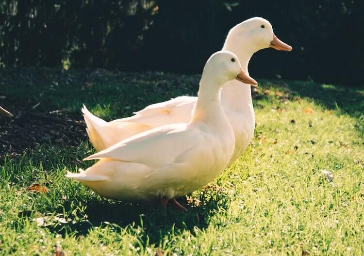 ducks