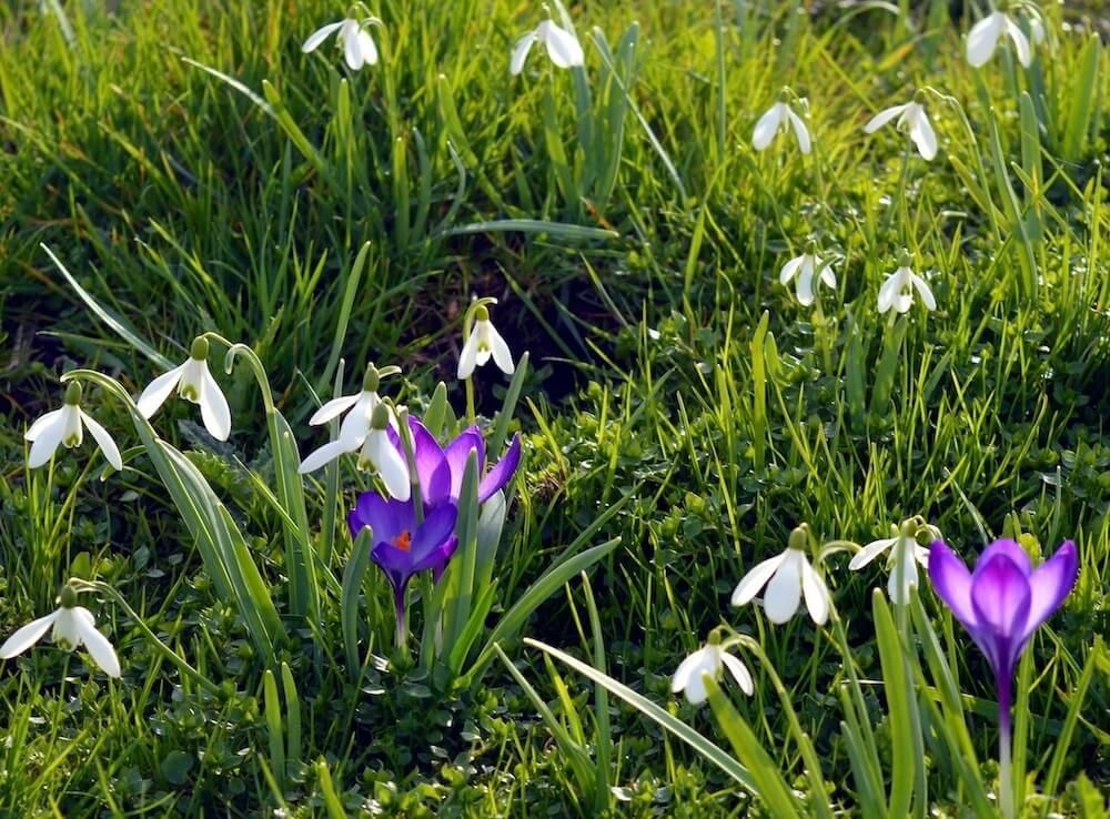 How To Choose the Right Flower for Your Garden How To Choose the Right Flower for Your Garden