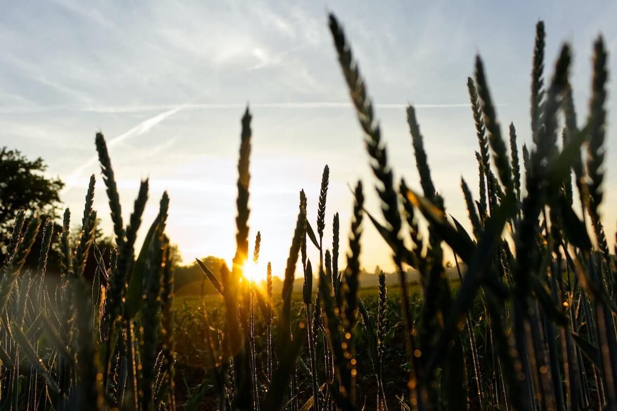 Grains: A Growing Guide Grains: A Growing Guide