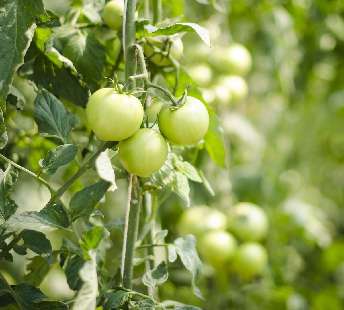 Your Comprehensive Guide to Growing Tomatoes Your Comprehensive Guide to Growing Tomatoes