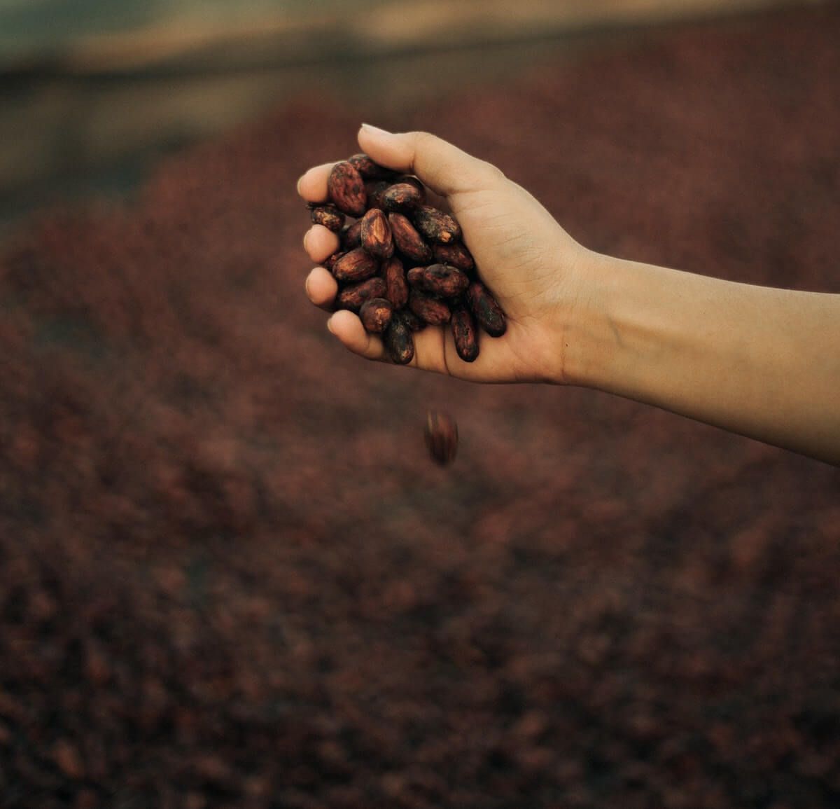 harvesting heirloom garden seeds for next year