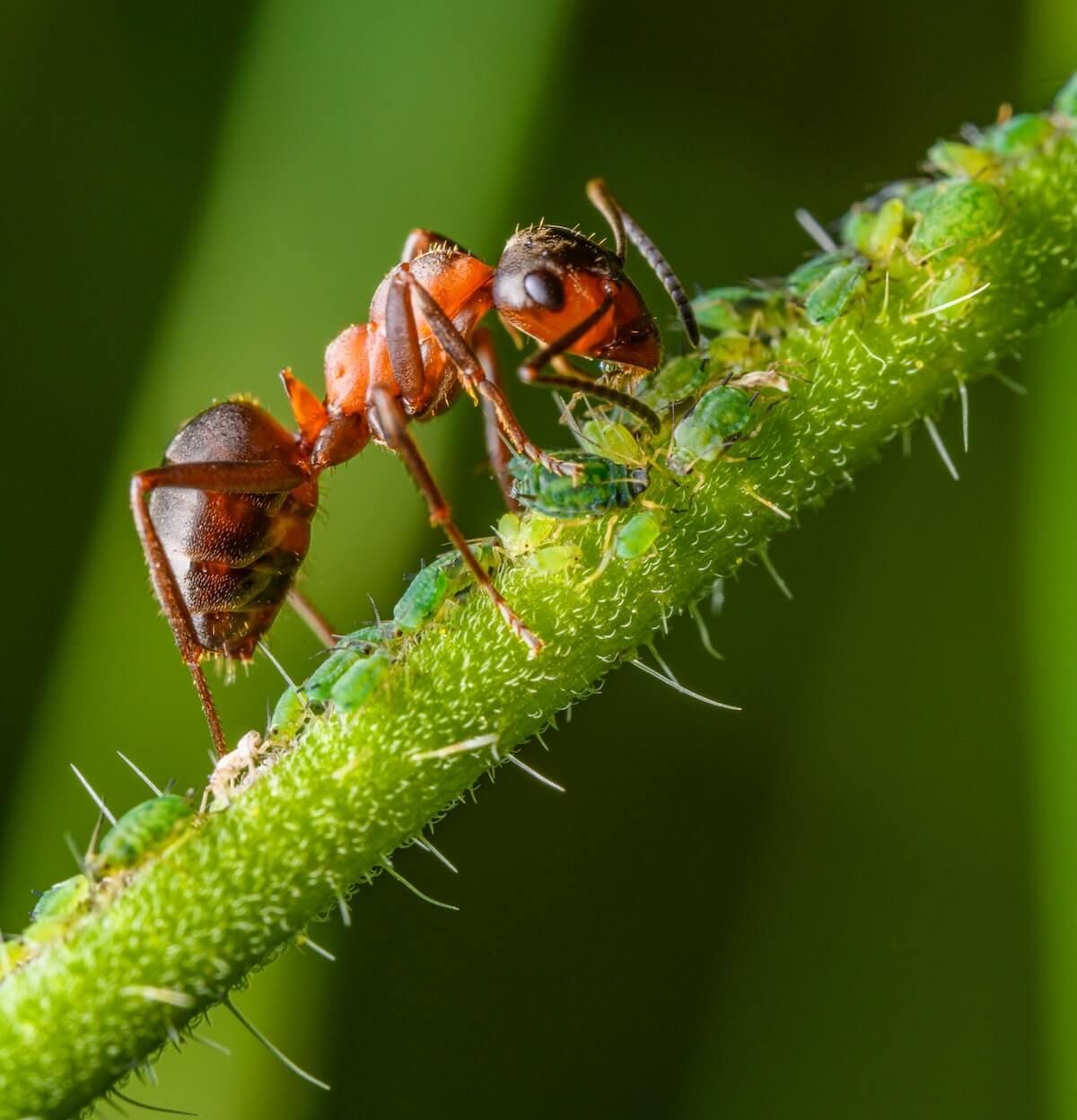 What to Look for & How to Control the Aphids What to Look for & How to Control the Aphids
