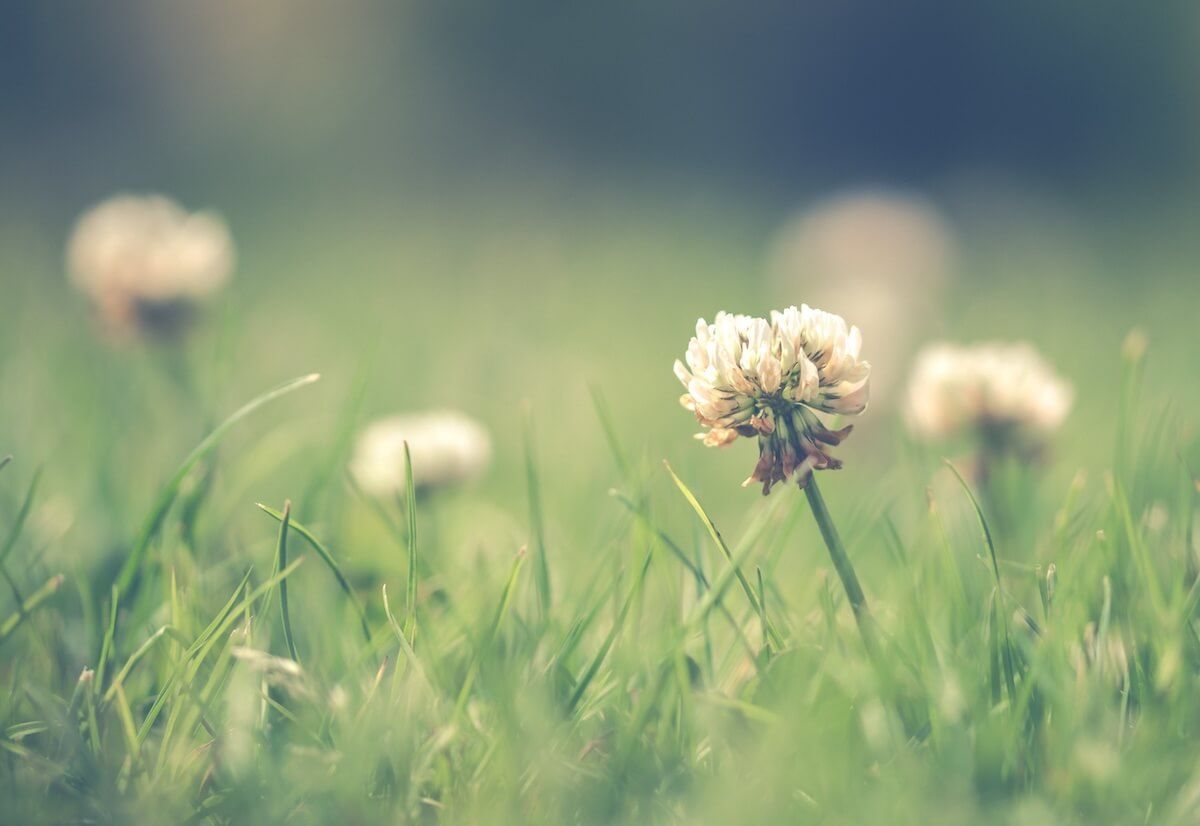 How to Control Weeds on Your Lawn How to Control Weeds on Your Lawn