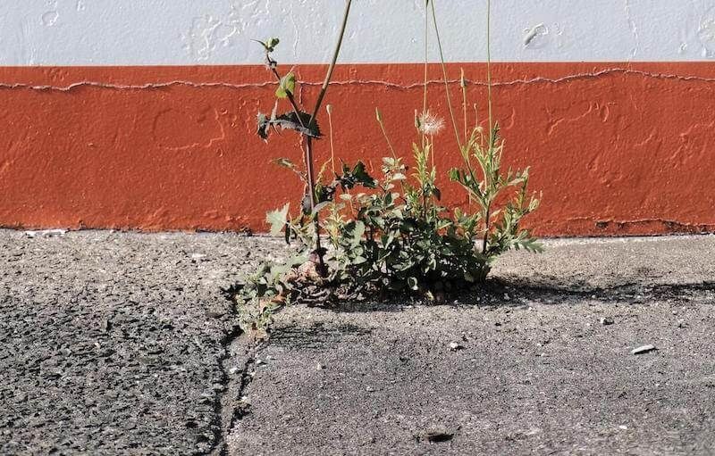 how to get rid of weeds on the sidewalk or driveway