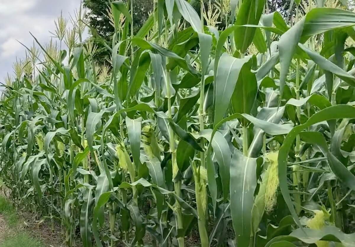 How to Grow Sweet Corn How to Grow Sweet Corn