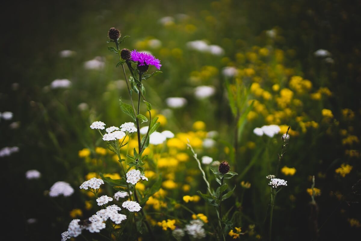 How to Plant Flowers for Beginners How to Plant Flowers for Beginners