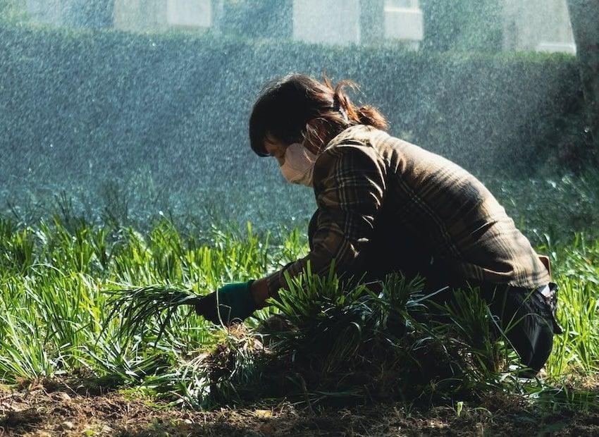 How to Prevent the Weed How to Prevent the Weed