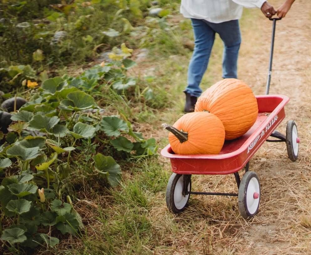 Keep Pumpkins from Taking Over Gardens Keep Pumpkins from Taking Over Gardens