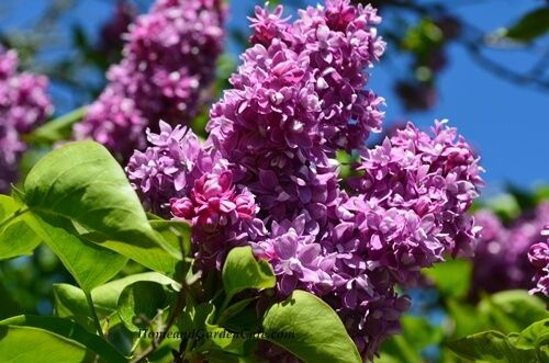 lilac blooms lilac-blooms