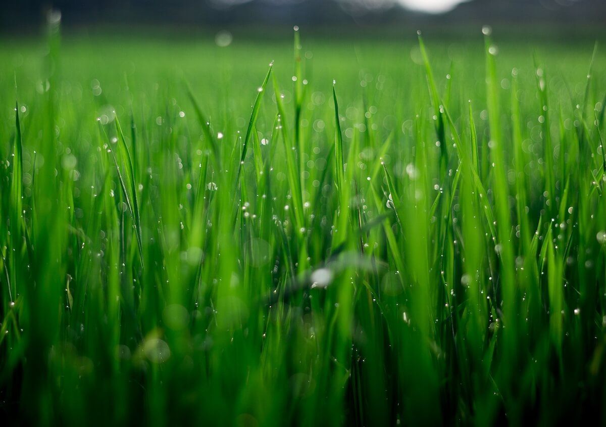 Guide To Natural Lawn Care Guide To Natural Lawn Care