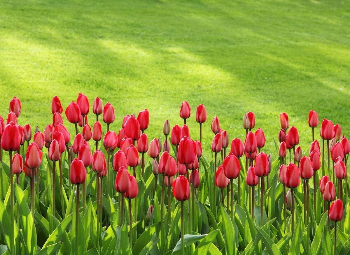 Organic Lawn Care Tips Organic Lawn Care Tips