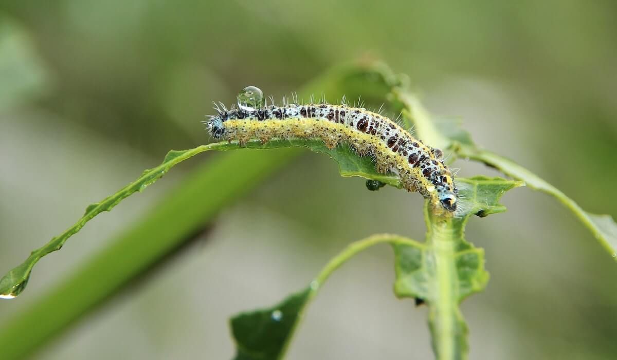 7 Tips: Organic Pest-Control 7 Tips: Organic Pest-Control