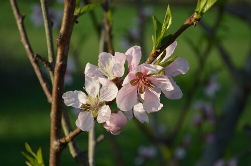 peach blossoms 2 peach-blossoms-2