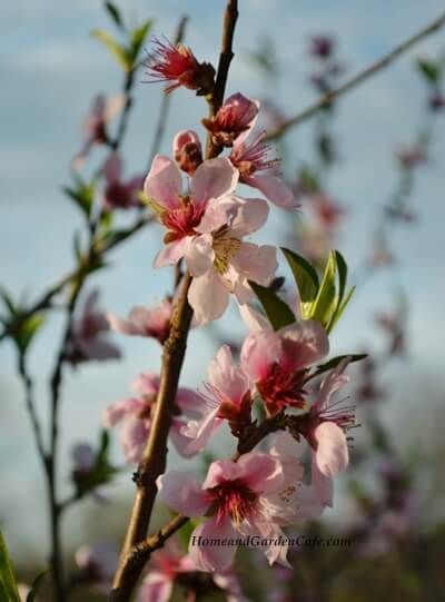 peach blossoms 3 peach-blossoms-3