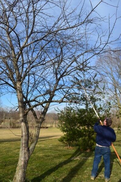 pruning-trees