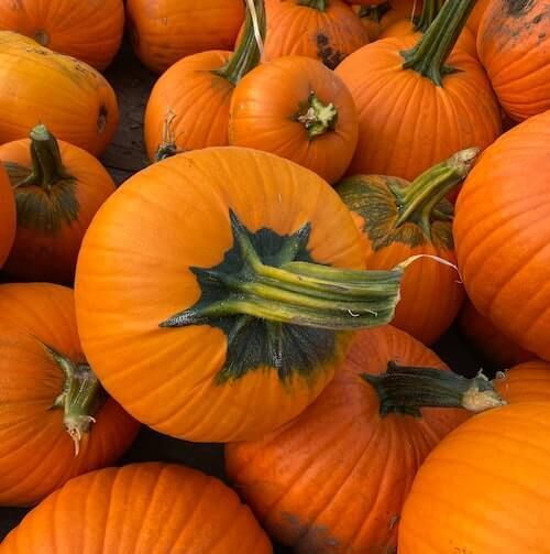 pumpkins