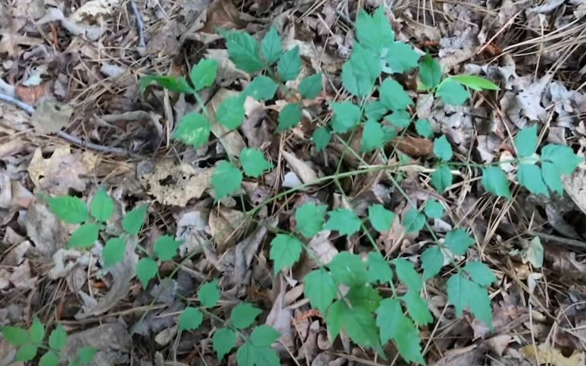 How to Recognize, and Recover from Poison Ivy How to Recognize, and Recover from Poison Ivy