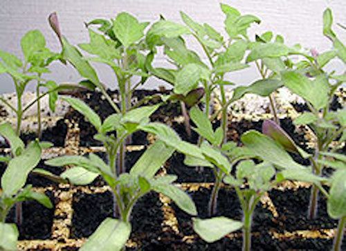 seedlings