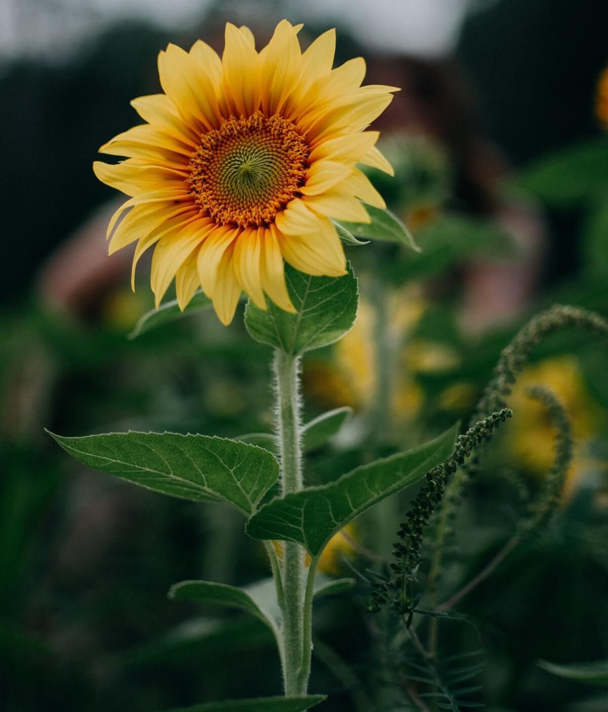Self-Sowing Beneficials Self-Sowing Beneficials