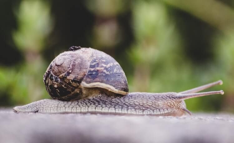 snail
