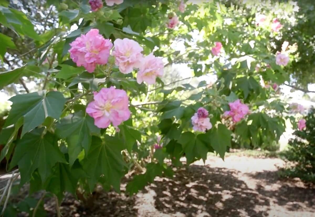 Tips: Southern Landscaping Tips: Southern Landscaping