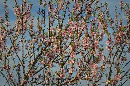 spring blooms in my ohio garden