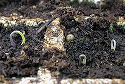 Seedlings usually appear within 10 days to 2 weeks