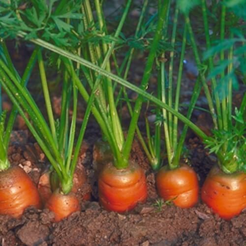 Storing your vegetables in the ground during winter is a good idea.
