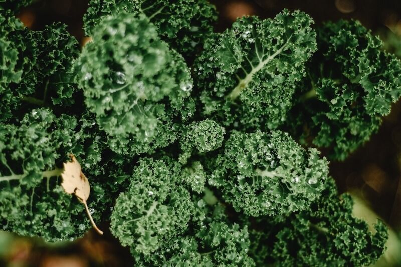 Tips: Storing Vegetables for the Winter Tips: Storing Vegetables for the Winter