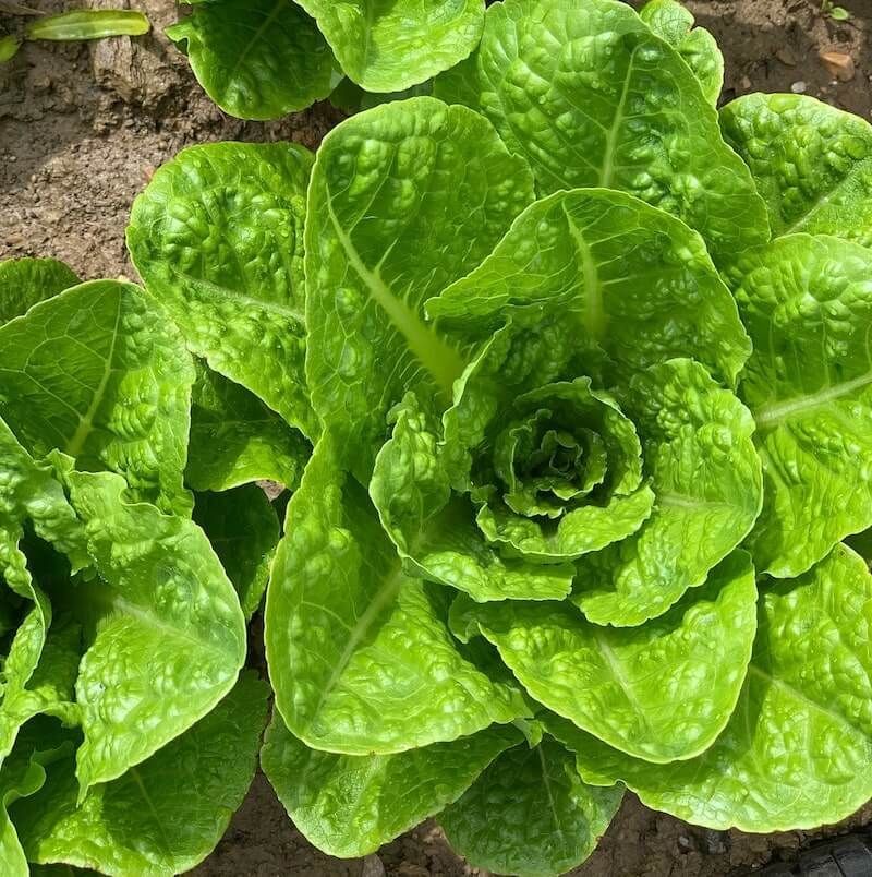 Tips: Lettuce Problem Solver Tips: Lettuce Problem Solver
