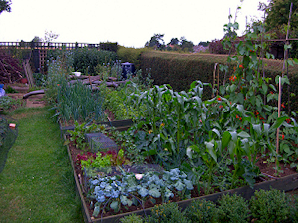 vegetable-garden