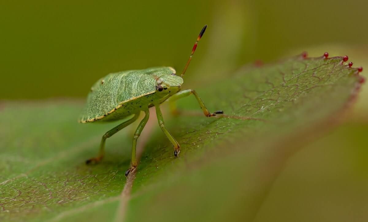 what can you do to keep out the stink bugs
