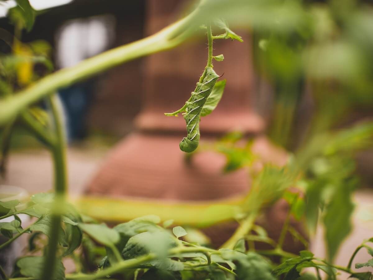 What is Tomato Hornworm What is Tomato Hornworm