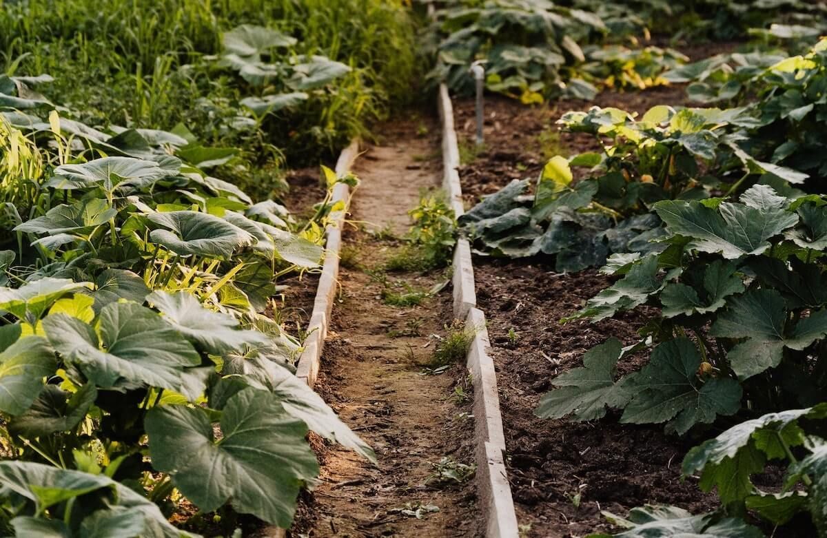 Why Grow-it-Yourself Organic Food is Here to Stay and How to Get on the Bandwagon Why Grow-it-Yourself Organic Food is Here to Stay and How to Get on the Bandwagon